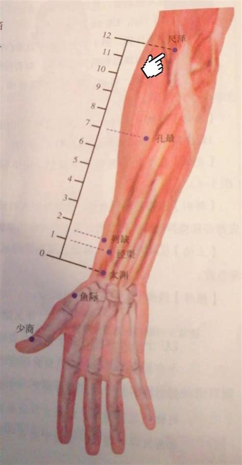 尺澤穴功用|尺澤(尺澤穴):名稱釋義,定位,解剖,主治,操作,臨床運用,配伍,功效,。